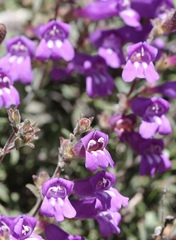Penstemon roezlii