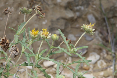 Image of Melampodium cinereum by (c) Reid Hardin, some rights reserved (CC BY)
