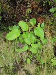 Leontodon filii