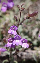 Penstemon roezlii