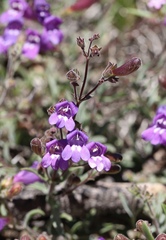 Penstemon roezlii