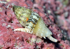 Macteola chinoi