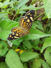 Anthanassa drusilla