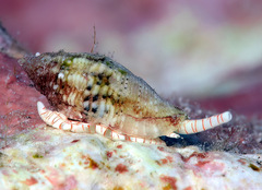 Macteola chinoi
