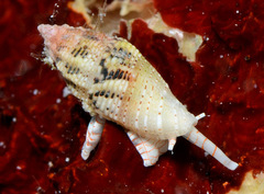 Macteola chinoi