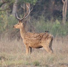 Rucervus duvaucelii branderi