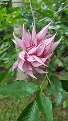Arthroclianthus