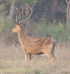 Rucervus duvaucelii branderi