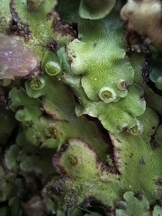 Marchantia paleacea