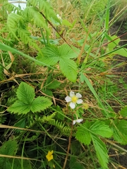 Fragaria vesca vesca