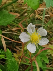Fragaria vesca vesca