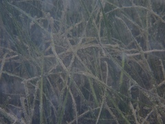 Halodule bermudensis