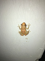Diasporus