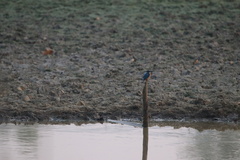 Rucervus duvaucelii branderi