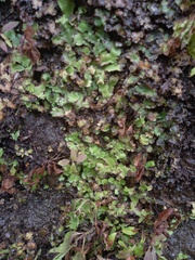Marchantia paleacea