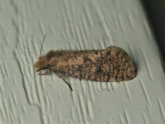 Acrolophus propinqua