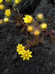 Aichryson villosum