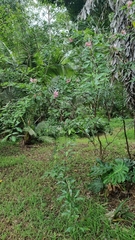 Arthroclianthus