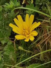 Leontodon filii
