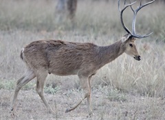 Rucervus duvaucelii branderi