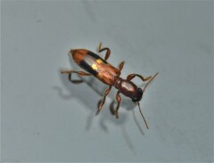 Priocera castanea