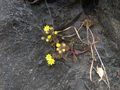 Aichryson villosum