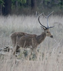 Rucervus duvaucelii branderi