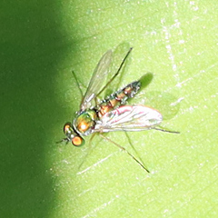 Condylostylus flavipes