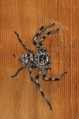 Holconia flindersi