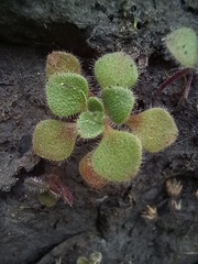Aichryson villosum