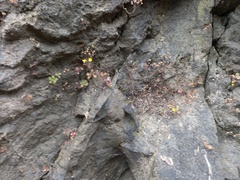 Aichryson villosum