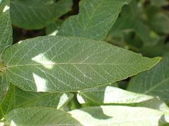 Lysimachia vulgaris