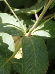 Lysimachia vulgaris