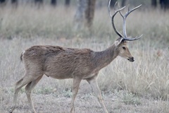 Rucervus duvaucelii branderi
