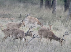 Rucervus duvaucelii branderi