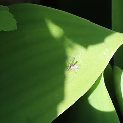 Condylostylus flavipes