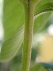 Lysimachia vulgaris