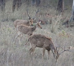 Rucervus duvaucelii branderi