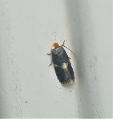 Ectoedemia similella