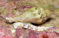 Macteola chinoi