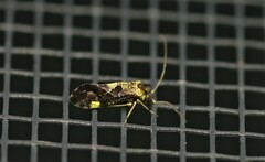 Lichenomima sparsa