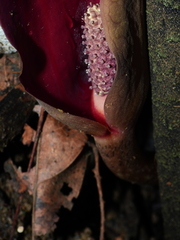 Dracontium polyphyllum