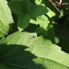 Condylostylus flavipes