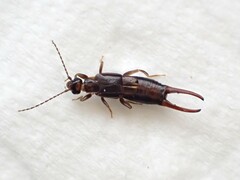 Nesogaster halli