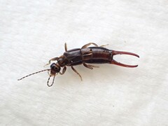 Nesogaster halli