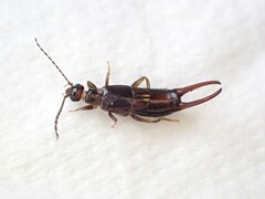 Nesogaster halli