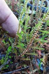 Selaginella uliginosa