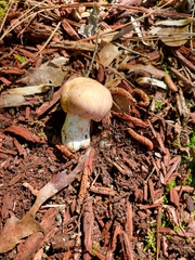 Russula