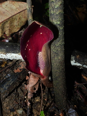 Dracontium polyphyllum