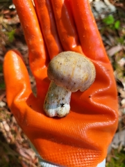 Russula